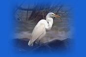 egret